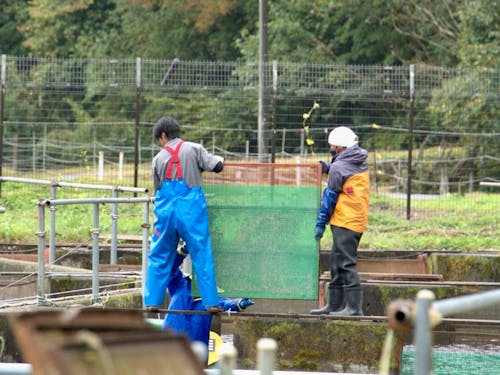 サーモン養殖作業中!