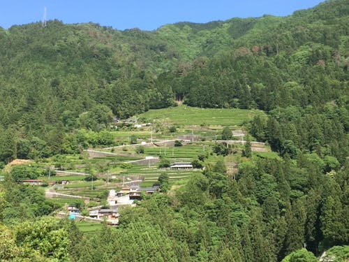 信州最南端「中井侍」地区の茶畑の一部を管理していただきます