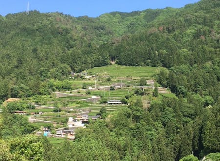 信州最南端「中井侍」地区の茶畑の一部を管理していただきます