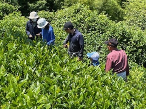中井侍地区のお茶は一番茶のみを手摘みで行います