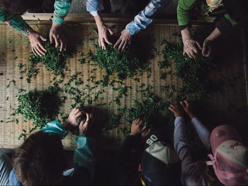 手摘み・手もみの釜炒り茶づくり