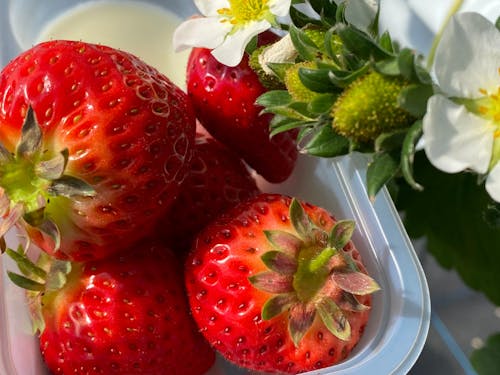 たくさんの種類が栽培されています!