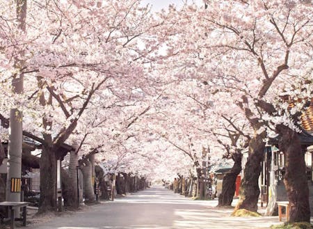 県北で一番遅い時期に咲く、新庄村・がいせん桜通りの桜並木
