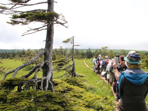 松山湿原は日本最北の高層湿原です