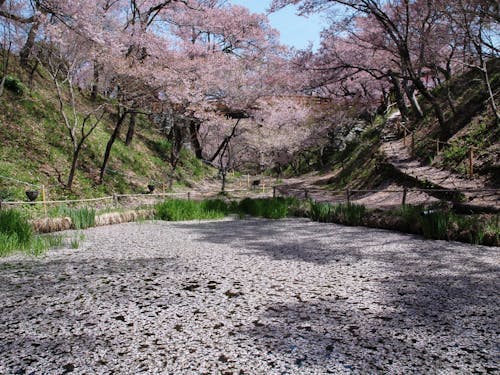 青空にピンクの桜が映える