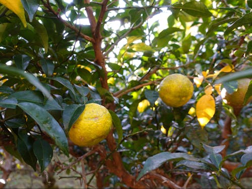 東米良地区は、ゆずの栽培も盛んです!