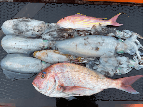 イカやタイなど様々な魚が釣れます。