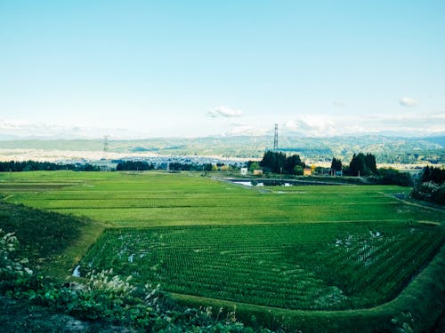 田植え後の田圃