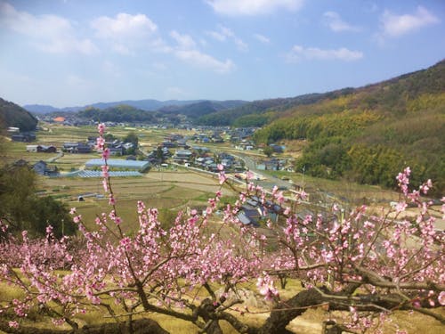穂井田地区の様子(手前に見えるのは桃の木です)