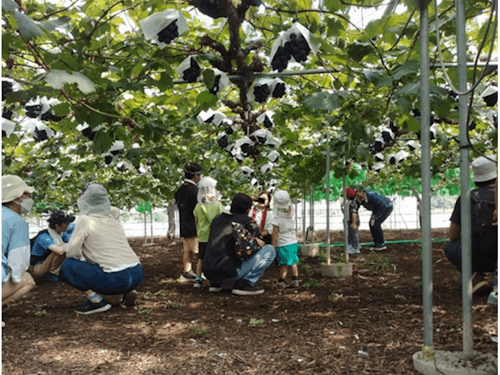 エリアで生産が盛んなぶどうの畑