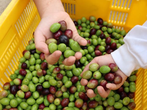 オリーブの収穫!