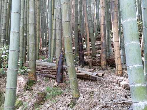 放置されて真っ暗な竹林の中でもタケノコは伸びて成長します