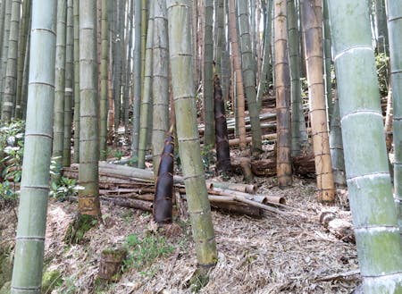放置されて真っ暗な竹林の中でもタケノコは伸びて成長します