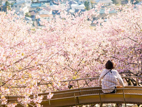 2月:まつだ桜まつり