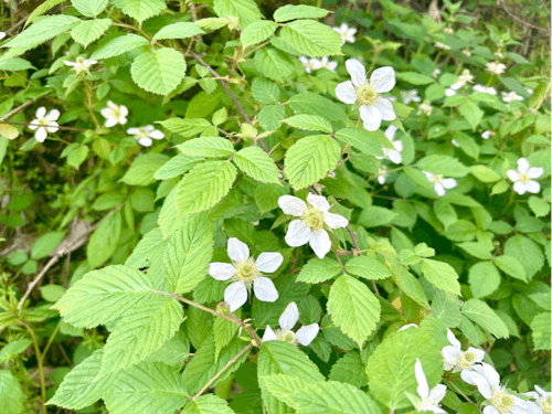 自生するクサイチゴ。初夏には真っ赤な実を付けます。