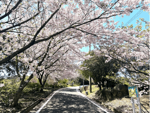 島内にはこのような桜のトンネルが多々あります。