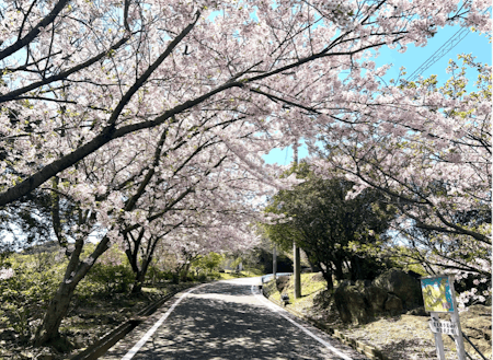 島内にはこのような桜のトンネルが多々あります。