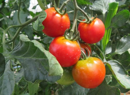 石川県内各地で栽培されているトマト