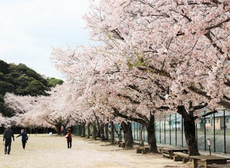 地域の方が集まる公園の桜並木