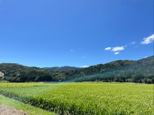 宿に改修した土蔵は母屋の北側にあり、この風景が広がる