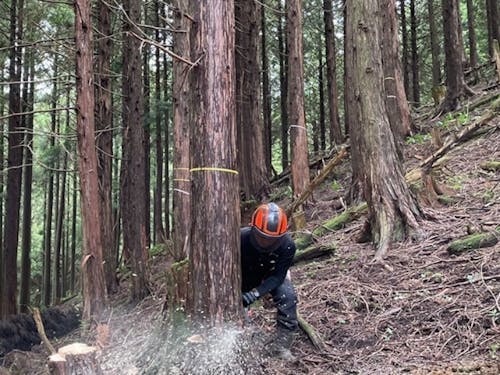 伐採の様子