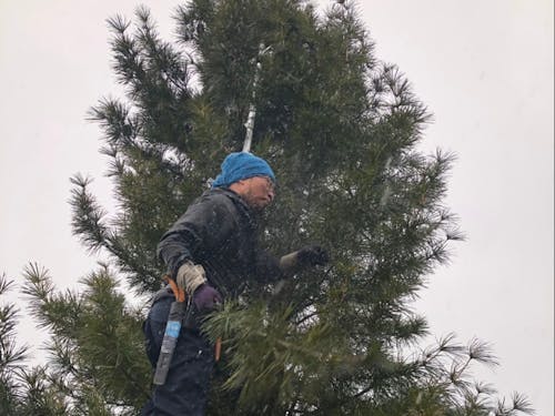 高野槇選定作業の様子