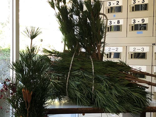 運び出す高野槇