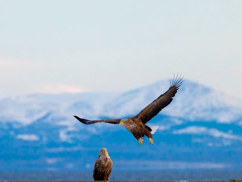 野鳥好きには堪らないフィールドが広がる野付半島。野鳥のほか、エゾシカやキタキツネも多く生息し、間近で見ることができます。