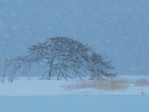 冬の厳しさにも負けずポツンと1本だけ立つ、「本別海一本松」。別海発祥の地である本別海で今もなお、厳しい風雪に耐え凛々しく立つ姿は、まちを切り拓いた先人達の力強さを感じさせます。