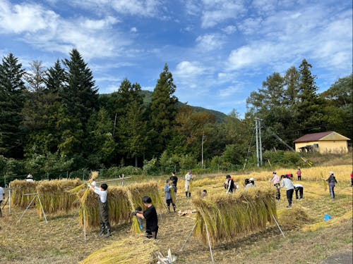 秋には収穫体験 手刈りとハザ掛け