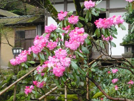 金剛輪寺に咲くシャクナゲの花。タイミングが合えばアジサイと一緒に見られます