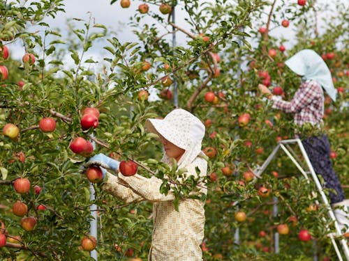 農業おこし協力隊