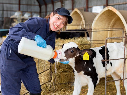 別海町は生乳生産量日本一を誇る酪農王国。10万頭を超える牛さんが、毎日せっせせっせと美味しい生乳を作ってくれています。