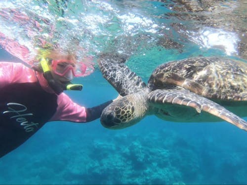 海はウミガメとふれあえるほど美しい(提供:自然体験アクティビティ専門店『Feel it』)