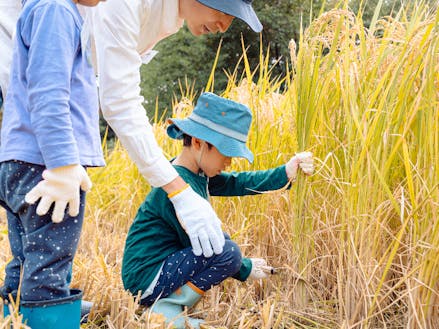 Part.2 : 稲刈り体験と収穫祭