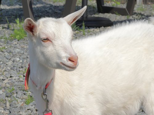 AZUMA36cafeのマスコットキャラクターであるヤギのココちゃん