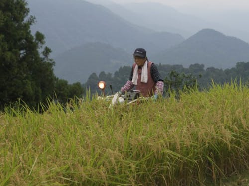 80歳になっても現役で働くおばあちゃん