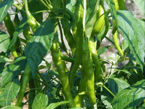 尾鷲の伝統野菜「虎の尾(青唐辛子)」