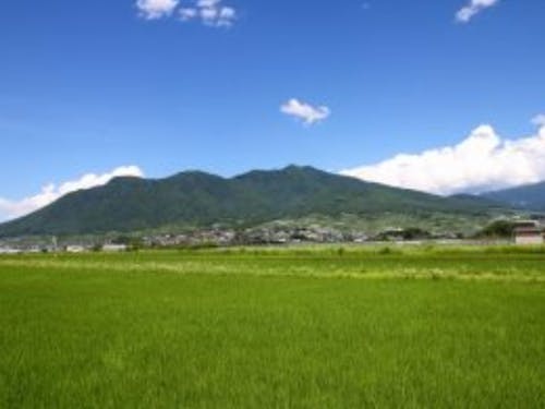 中野市の風景 ~夏の高社山と水田~