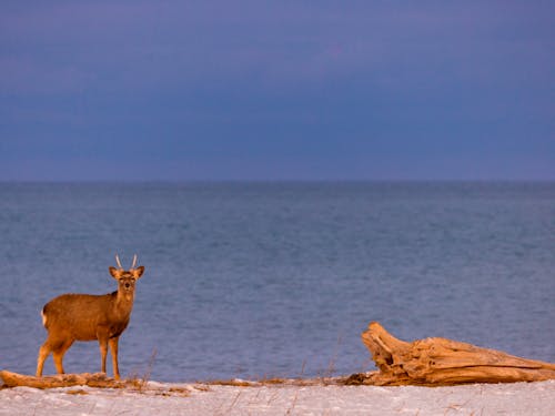 自然豊かな環境が身近にあることも、別海町の特徴の1つ。少し車を走らせると、海が、森が、動物が皆さんを待っています。