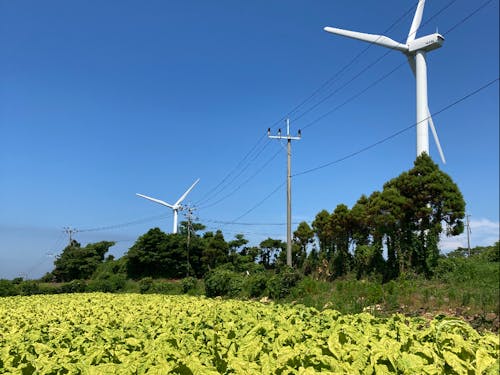 島内に広がる葉たばこ畑