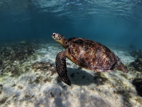 ウミガメとも泳げます