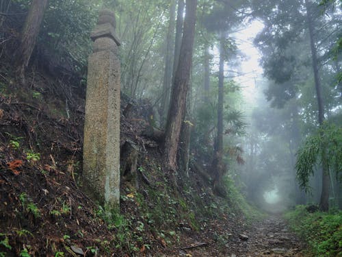 地域の魅力写真📸神秘的な町石道