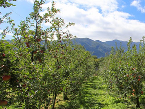 りんごの圃場は中央アルプスのふもとです🏔