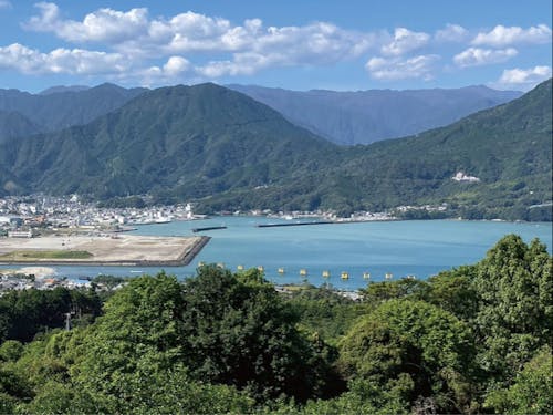向井の甘夏畑からの見晴らしは尾鷲の街と尾鷲港が一望