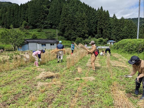 隊員と地域とのつながり（稲刈り）