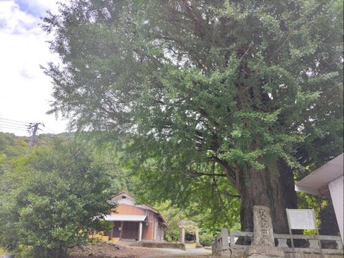 巨木巡りで訪れる樹齢800年の大イチョウ