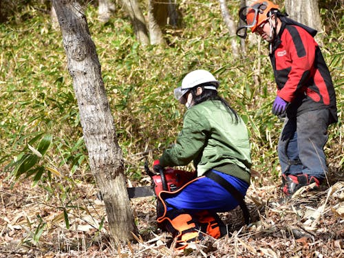 チェーンソーを使った伐採作業の体験