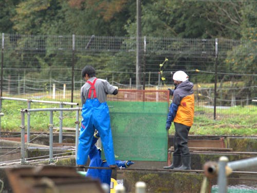 サーモン養殖作業中!