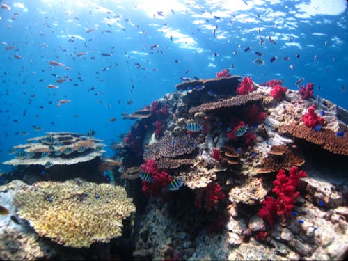 サンゴの群生